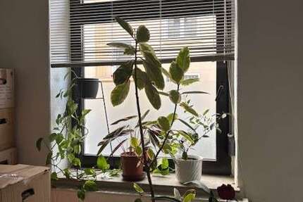 Wohnung Dortmund Brackel - 3 Zimmer, 77 m&sup2;, 770&euro; | Angebot:26705221