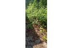 Gewerbeobjekt Hamm Berge - 2.400&euro; | Angebot:26685276