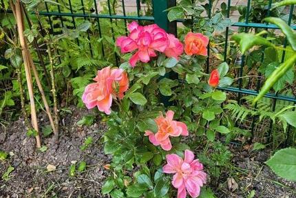 Wohnung Bochum Werne - 2 Zimmer, 57 m&sup2;, 150.000&euro; | Angebot:26222344