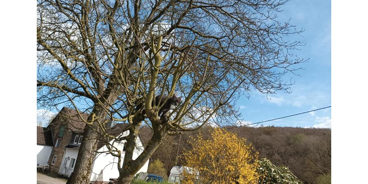 Etagenwohnung Dortmund Hörde - 2 Zimmer, 55 m&sup2;, 900&euro; | Angebot:26298771