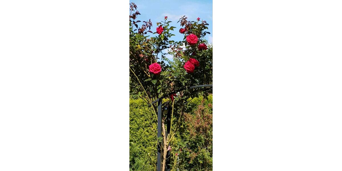 Einfamilienhaus Senden - 5 Zimmer, 160 m&sup2;, 690.000&euro; | Angebot:24839611